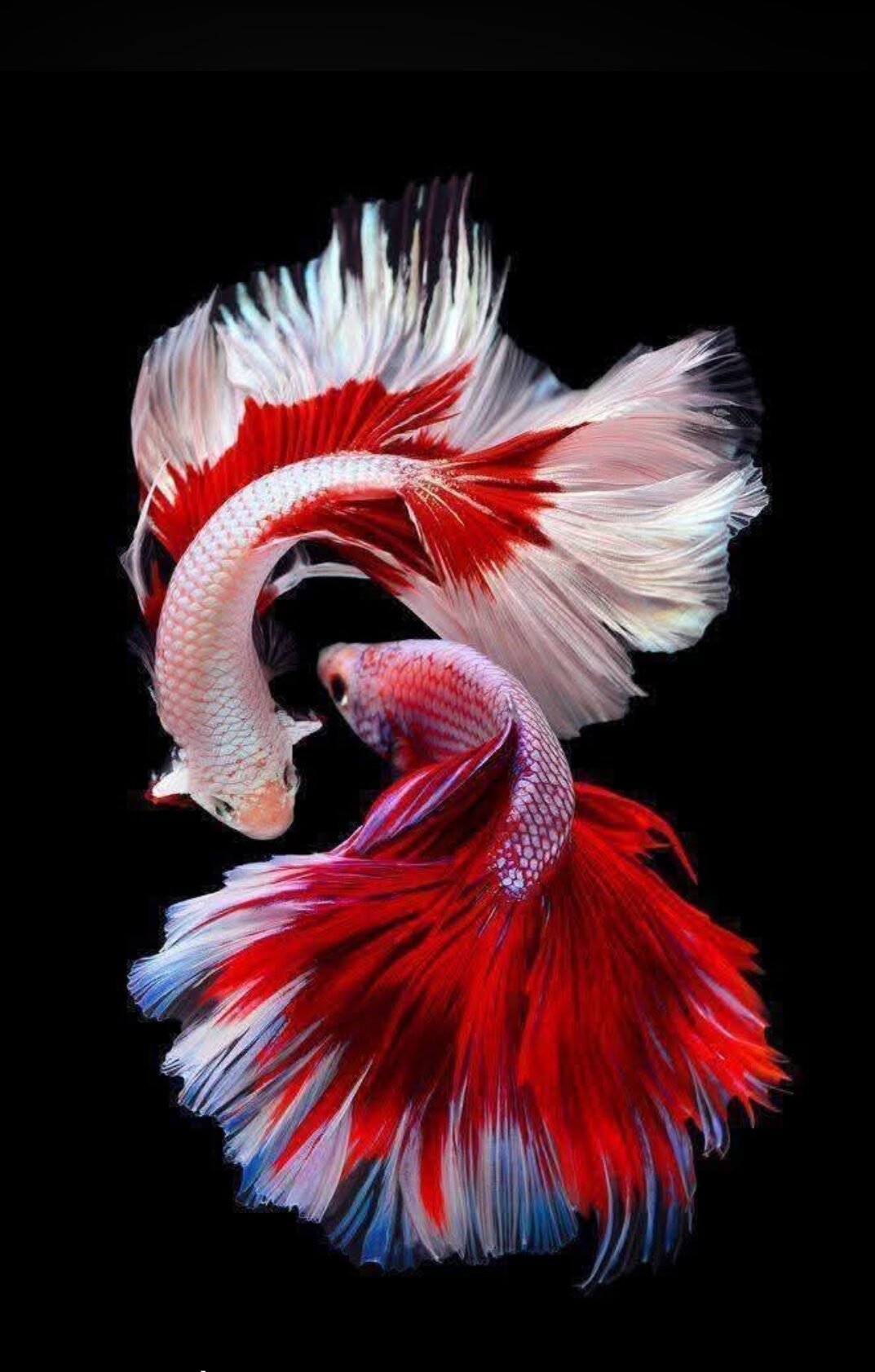 Two koi fish — morning ritual, conscious flow